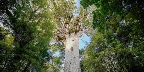 Tāne Mahuta, the largest living kauri tree, standing tall in Waipoua Forest, Northland, New Zealand