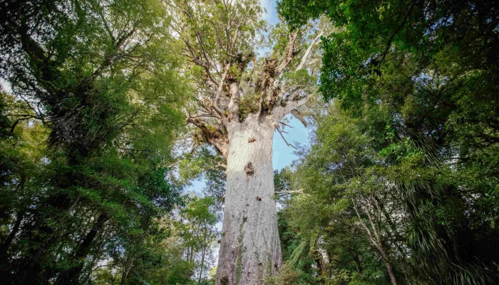 Tāne Mahuta, the largest living kauri tree, standing tall in Waipoua Forest, Northland, New Zealand