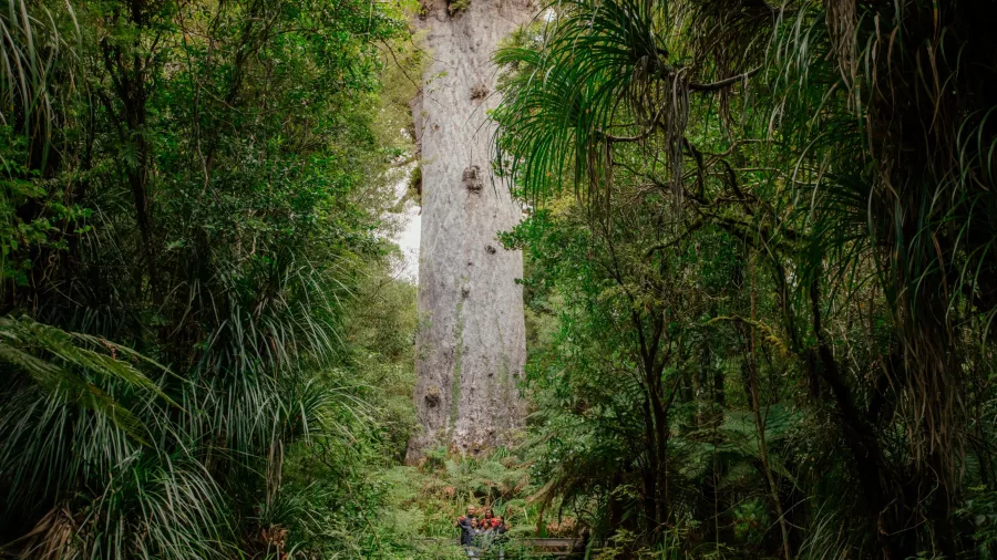 Guided walking tour approaching Tāne Mahuta in the lush Waipoua Forest, Northland, New Zealand