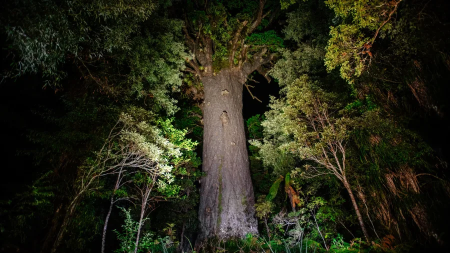 Tāne Mahuta illuminated during a guided night tour in Waipoua Forest, Northland, New Zealand