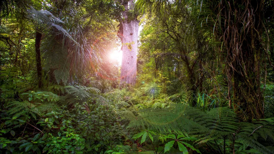 Sunlight streaming through native bush towards Tāne Mahuta in Waipoua Forest, Northland, New Zealand
