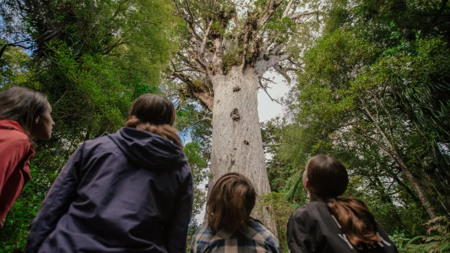 Visitors looking up at the towering Tāne Mahuta in Waipoua Forest, Northland, New Zealand