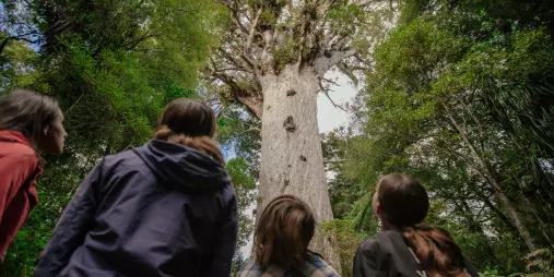 Visitors looking up at the towering Tāne Mahuta in Waipoua Forest, Northland, New Zealand