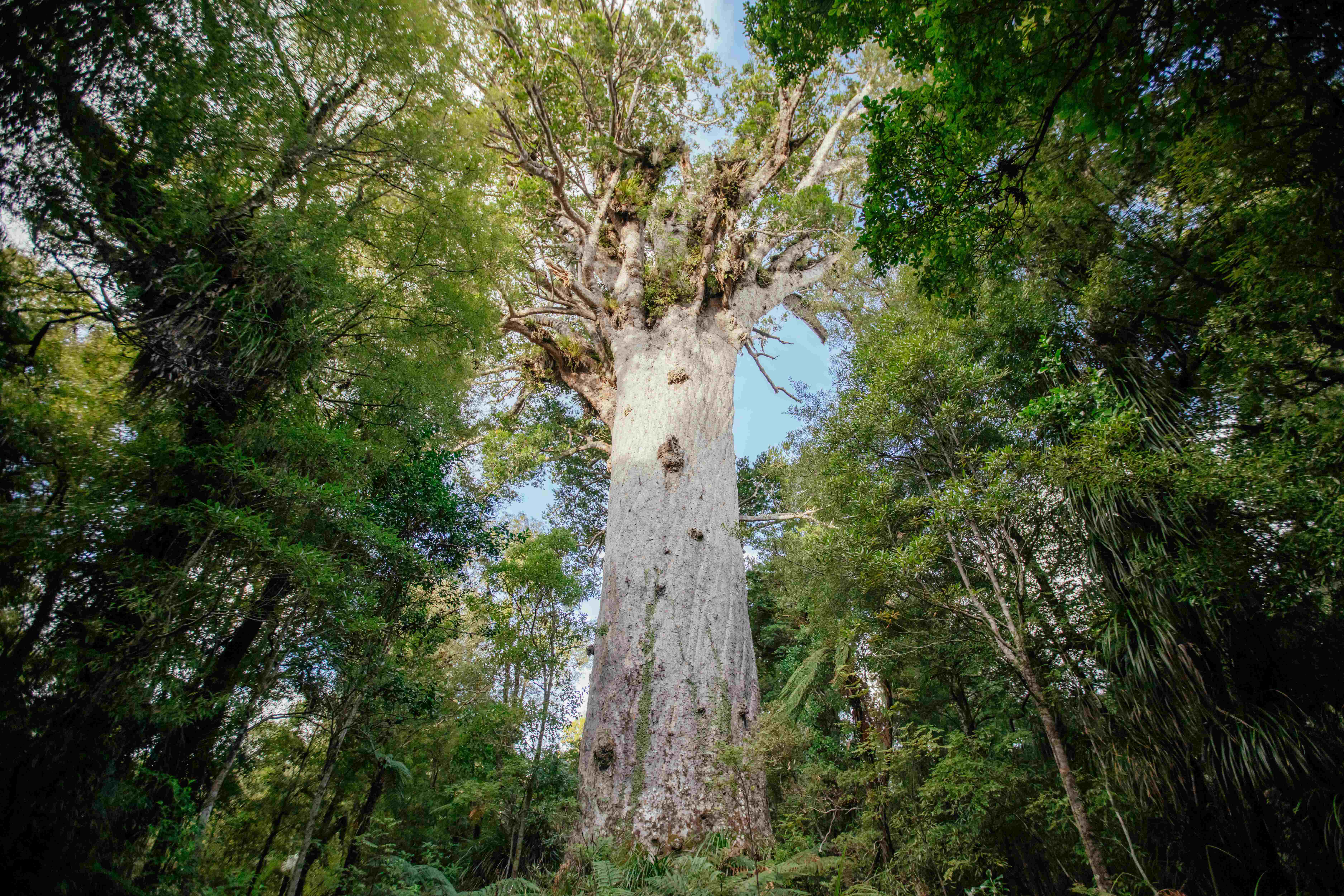 Tāne Mahuta in Waipoua Forest: Credit Northland Inc