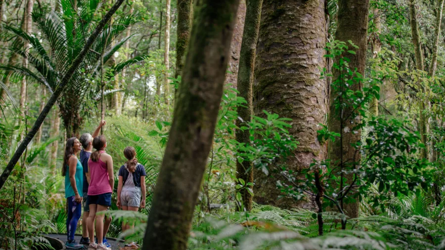 Family group with guide admiring ancient kauri trees in Trounson Kauri Park, Northland