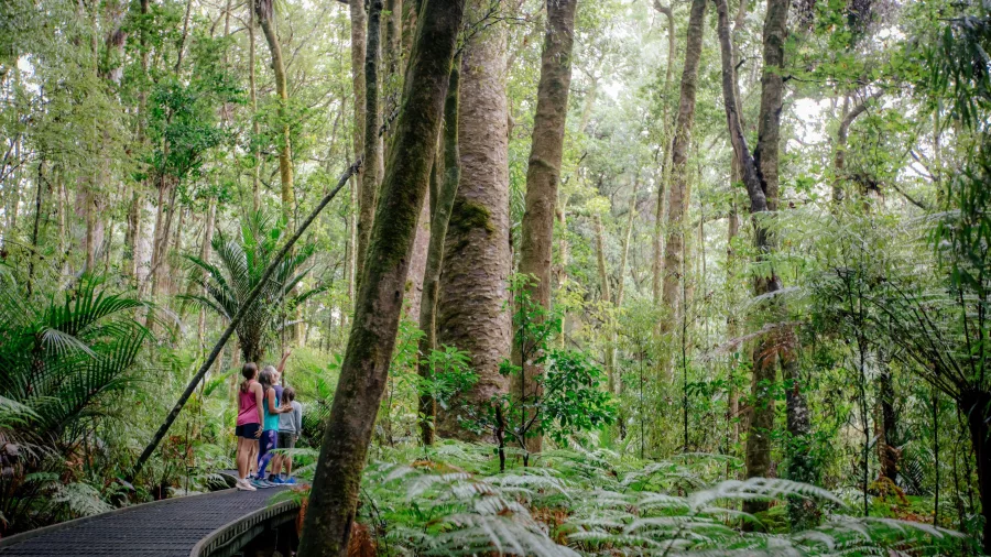 Visitors exploring native forest on the boardwalk trail in Trounson Kauri Park