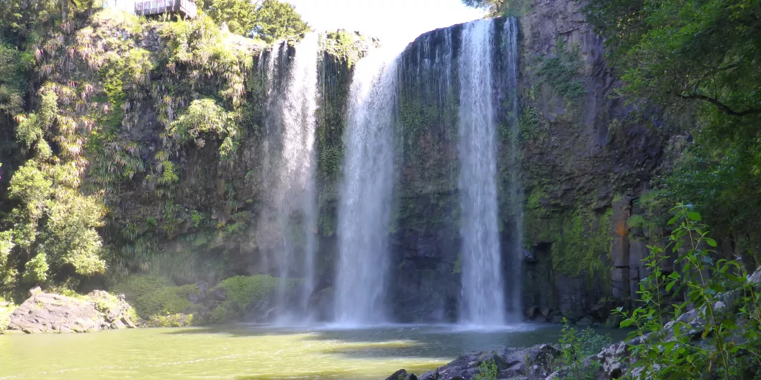 Whangārei Falls cascading over a cliff into a forested gorge near the Bay of Islands