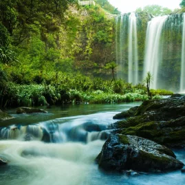 Whangārei Falls flowing over a basalt cliff surrounded by native bush