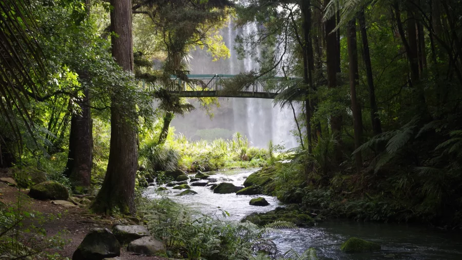 Lush forest trail with a view of Whangārei Falls behind a footbridge