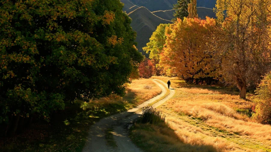 Person walking along a winding trail surrounded by autumn foliage in Macetown, Arrowtown, Otago, New Zealand.