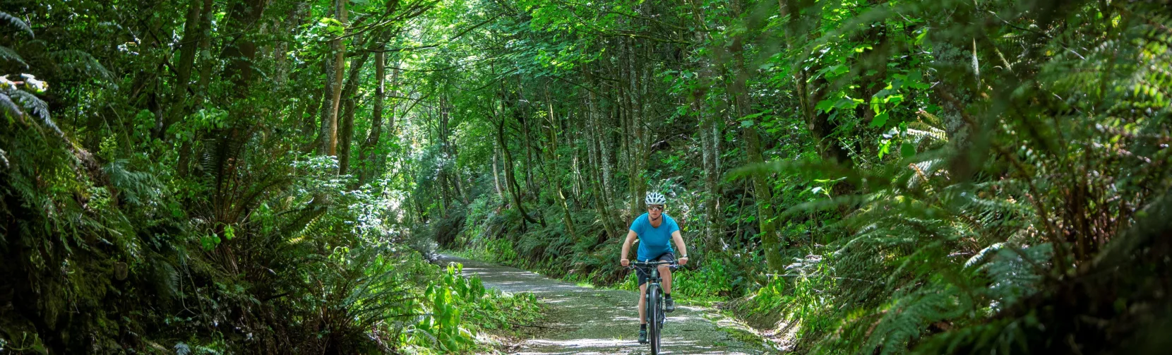 Cyclist riding through native forest on the Clutha Gold Trail at Mount Stuart in Central Otago, New Zealand