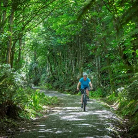 Cyclist riding through native forest on the Clutha Gold Trail at Mount Stuart in Central Otago, New Zealand