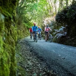 Group of cyclists riding through a shaded, moss-covered forest trail on the Clutha Gold Cycle Trail in Central Otago, New Zealand