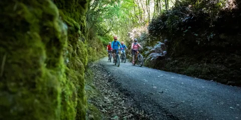 Group of cyclists riding through a shaded, moss-covered forest trail on the Clutha Gold Cycle Trail in Central Otago, New Zealand