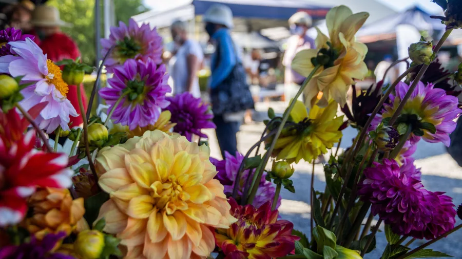 Freshly picked flowers on display at the Cromwell Market in the Heritage Precinct during the World of Flavour event in Central Otago, New Zealand