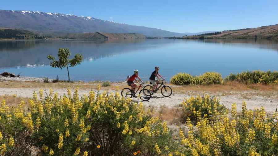 Two cyclists riding the Lake Dunstan Trail near Pisa Moorings, surrounded by spring lupins and calm lake