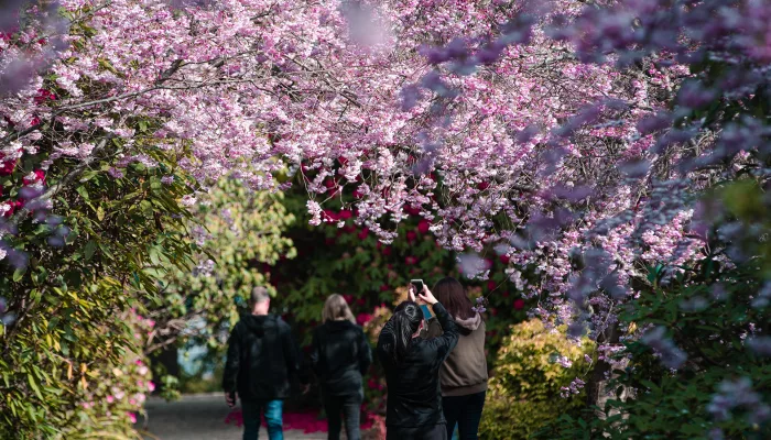 Visitors walking under blooming cherry trees at Larnach Castle gardens.