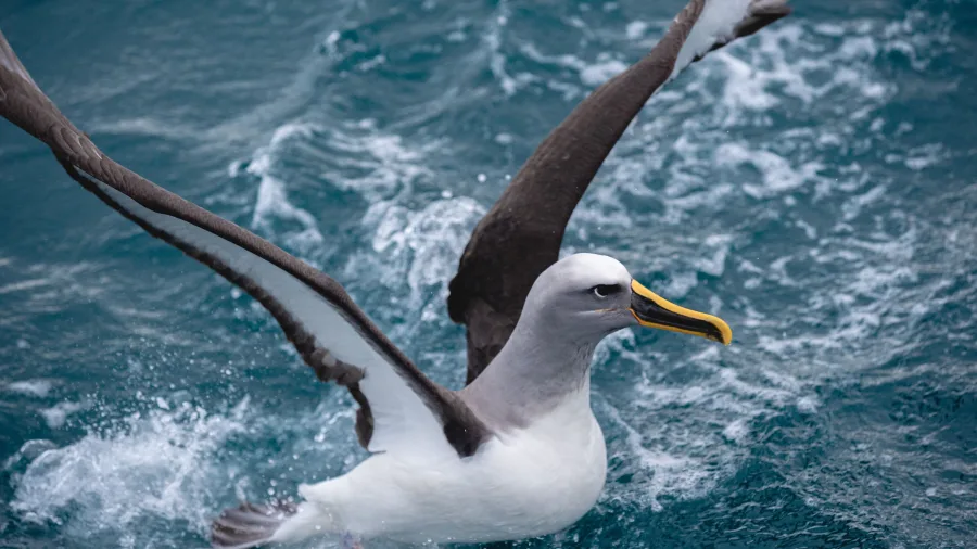 Albatross landing on the ocean during Monarch Wildlife Cruise in Dunedin