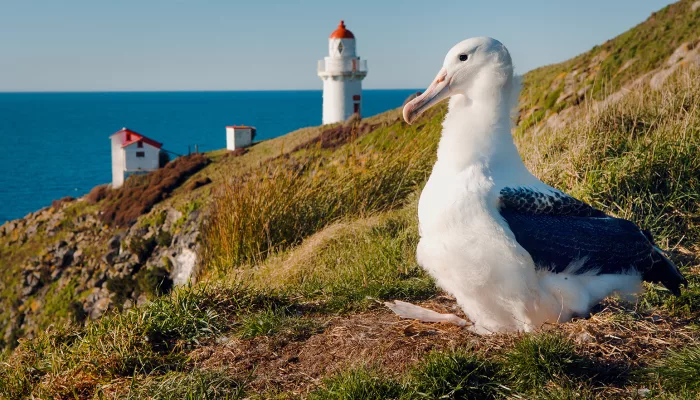Northern Royal Albatross resting on grassy cliffs near Taiaroa Head Lighthouse in Dunedin.