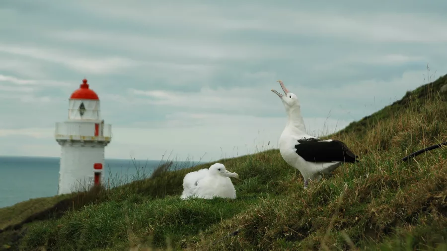 Northern Royal Albatrosses nesting near Taiaroa Head Lighthouse at the Royal Albatross Centre.