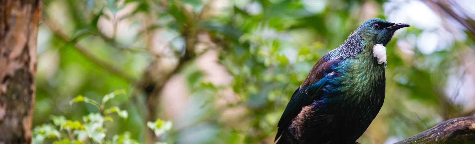 A tui perched on a branch at Orokonui Ecosanctuary near Dunedin, surrounded by lush green foliage.