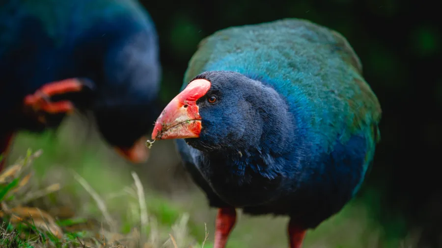 A close-up of a takahē at Orokonui Ecosanctuary near Dunedin, showing its vivid blue-green feathers and red beak.