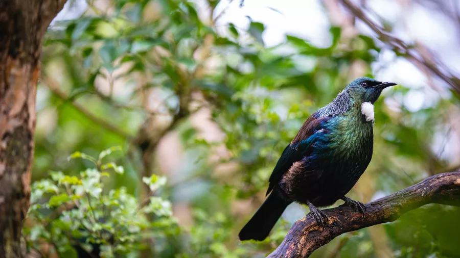 A tui perched on a branch at Orokonui Ecosanctuary near Dunedin, surrounded by lush green foliage.