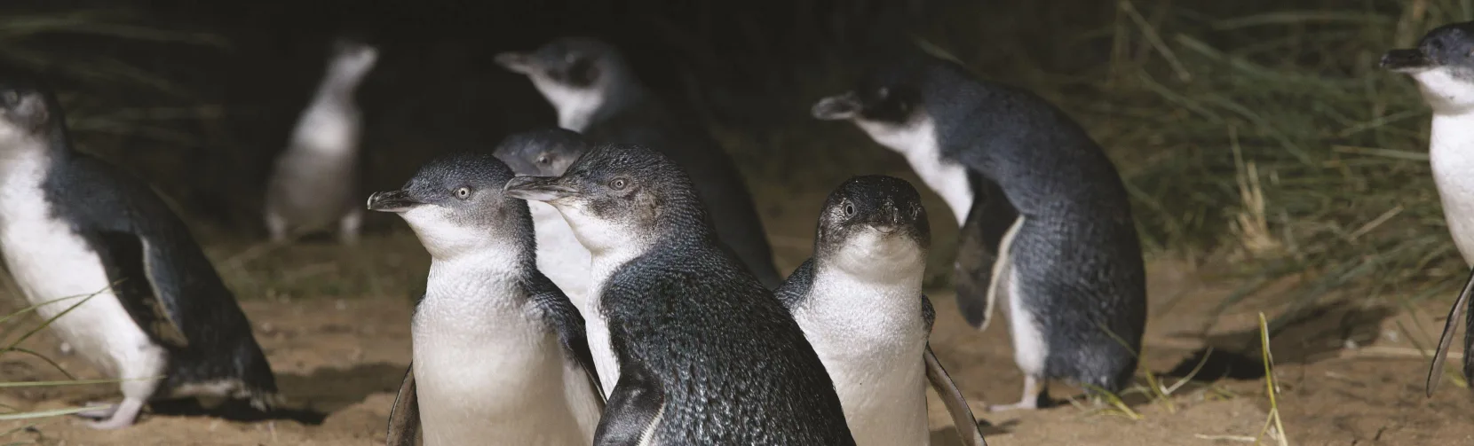A group of little blue penguins gathered on the sandy shore of the Otago Peninsula at night.
