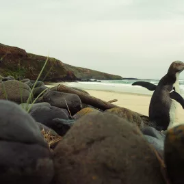 A rare yellow-eyed penguin standing near rocks on a sandy beach along the Otago Peninsula in Dunedin.