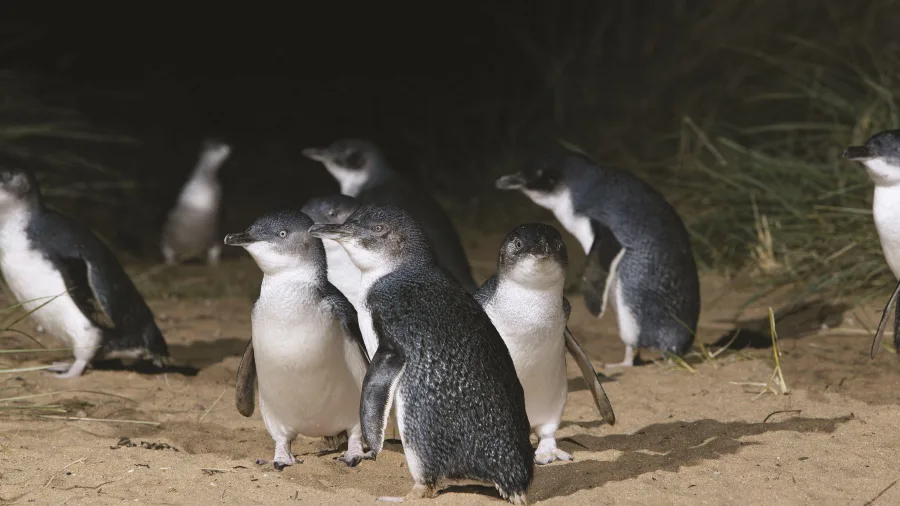 A group of little blue penguins gathered on the sandy shore of the Otago Peninsula at night.