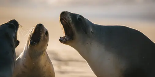Sea lions interacting on the sandy shore at Allans Beach in Dunedin.
