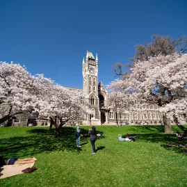 University of Otago clock tower surrounded by blooming spring trees in Dunedin, New Zealand.