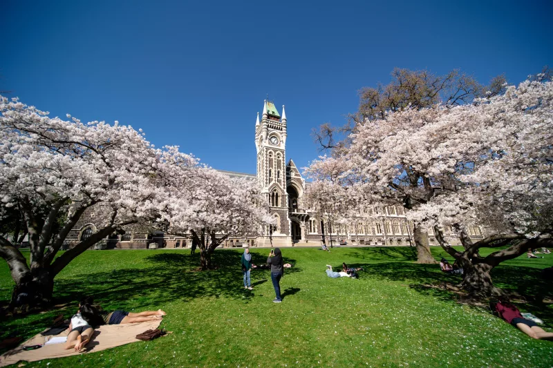 University of Otago clock tower surrounded by blooming spring trees in Dunedin, New Zealand.