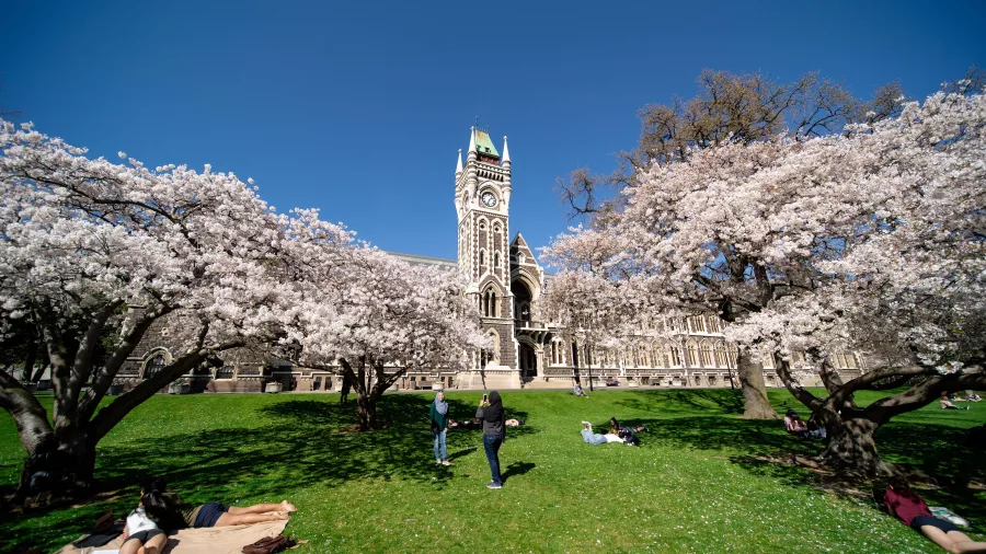 University of Otago clock tower surrounded by blooming spring trees in Dunedin, New Zealand.