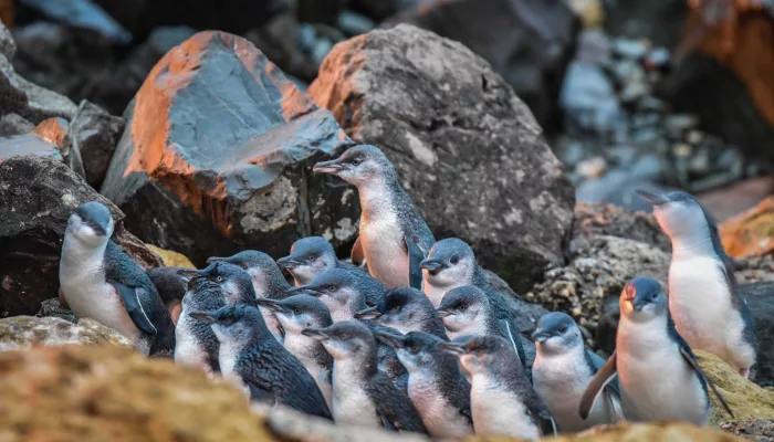 Group of little blue penguins coming ashore among coastal rocks at Oamaru Blue Penguin Colony in Waitaki, New Zealand.