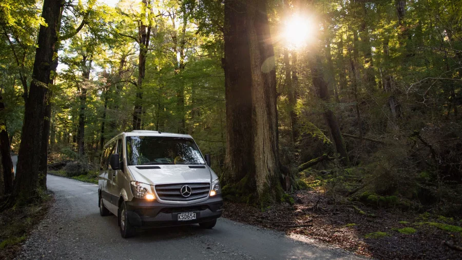 Premium small group tour van driving through sunlit native forest in Paradise near Glenorchy