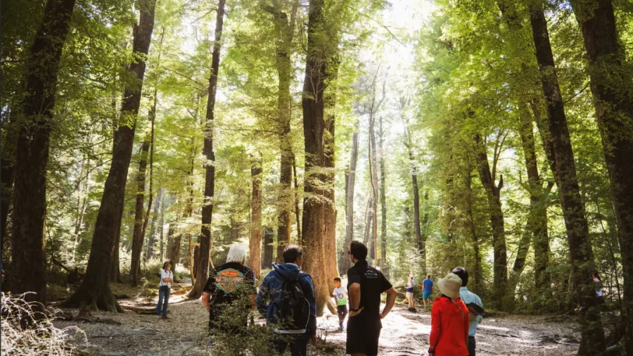 Small group enjoying a guided forest walk in Fiordland National Park