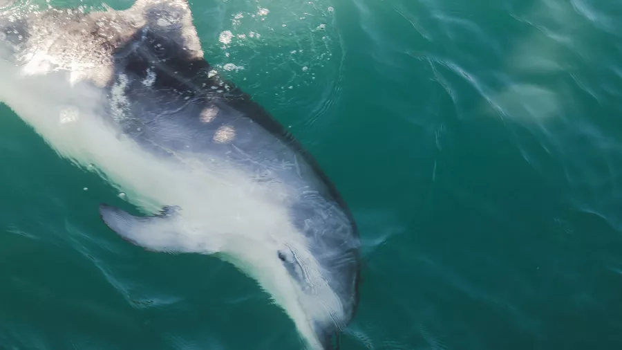 Close-up of a dusky dolphin swimming in clear blue waters of Milford Sound