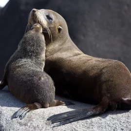 New Zealand fur seal pup cuddling with its mother on a sunlit rock in Milford Sound