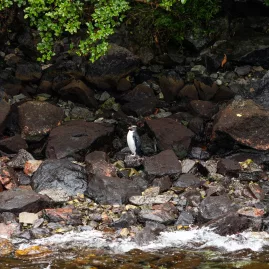 Fiordland crested penguin standing on rocks near the water’s edge in Milford Sound