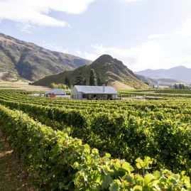 Rows of grapevines leading toward a rustic tasting shed at Mt Rosa Winery in Gibbston Valley