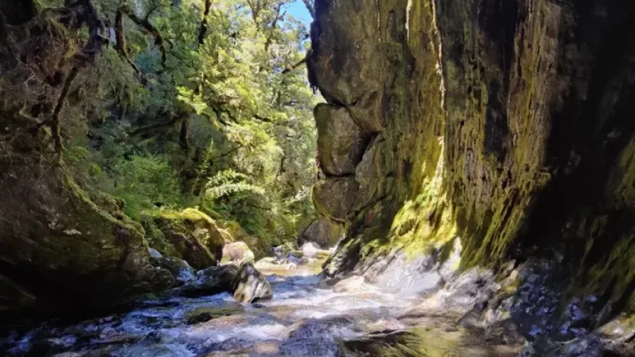 Sunlight streaming through lush canyon with flowing creek