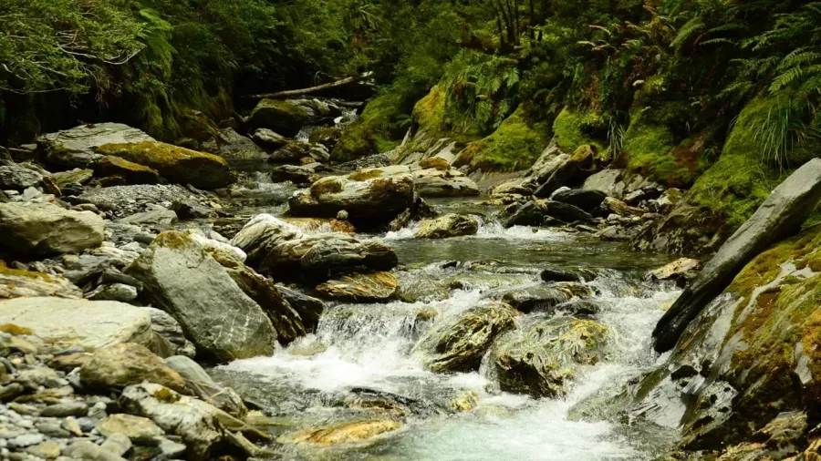 Mountain stream surrounded by lush forest in Mt Aspiring