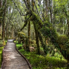 Scenic boardwalk trail through moss-covered forest in Westland Tai Poutini National Park