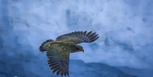 Kea flying over the ice of Franz Josef Glacier on New Zealand’s West Coast