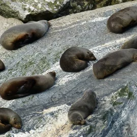 Group of New Zealand fur seals resting on sunlit rocks in Milford Sound