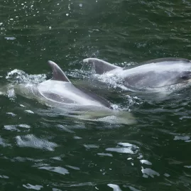 Dusky dolphins swimming near the surface in Milford Sound