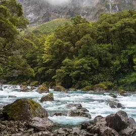 Fast-flowing Hollyford River running through native rainforest in Fiordland National Park