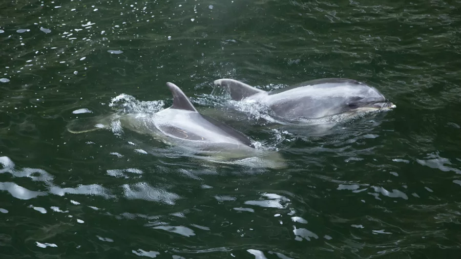 Dusky dolphins swimming near the surface in Milford Sound