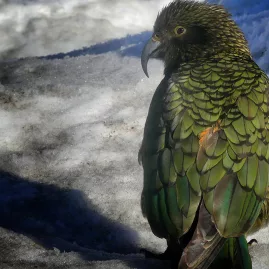 Native kea parrot standing on snow near Mount Cook in New Zealand